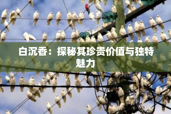 白沉香：探秘其珍贵价值与独特魅力