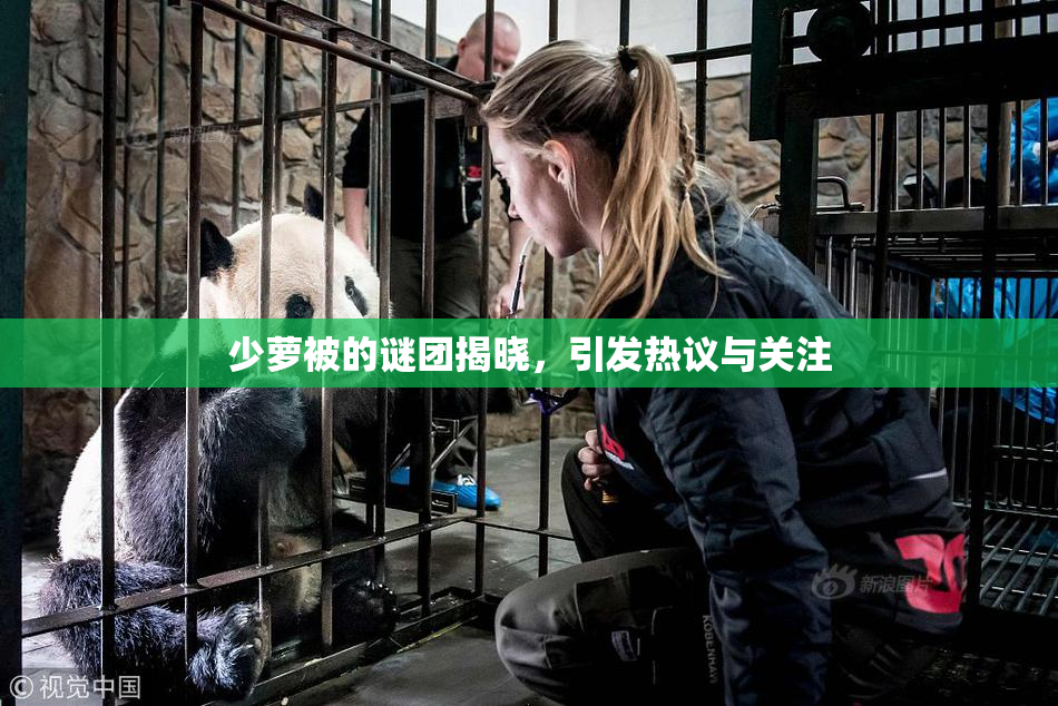少萝被的谜团揭晓，引发热议与关注