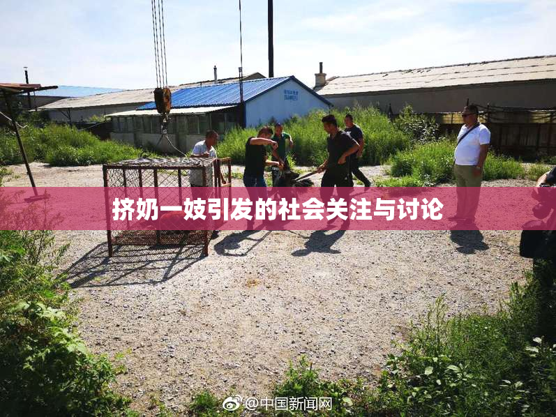 挤奶一妓引发的社会关注与讨论