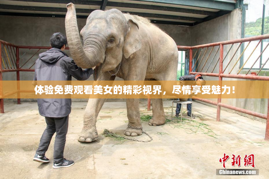 体验免费观看美女的精彩视界，尽情享受魅力！