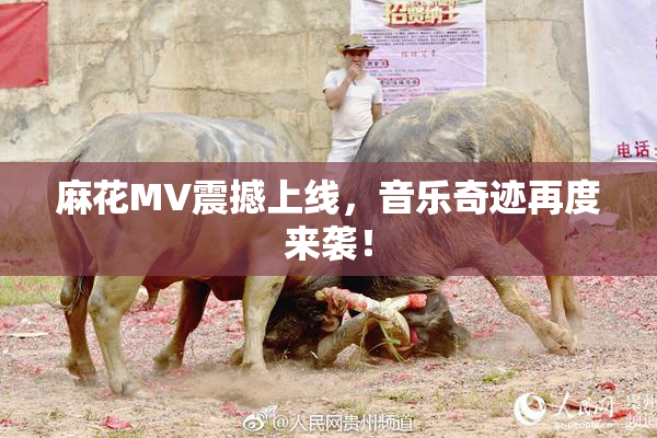 麻花MV震撼上线，音乐奇迹再度来袭！