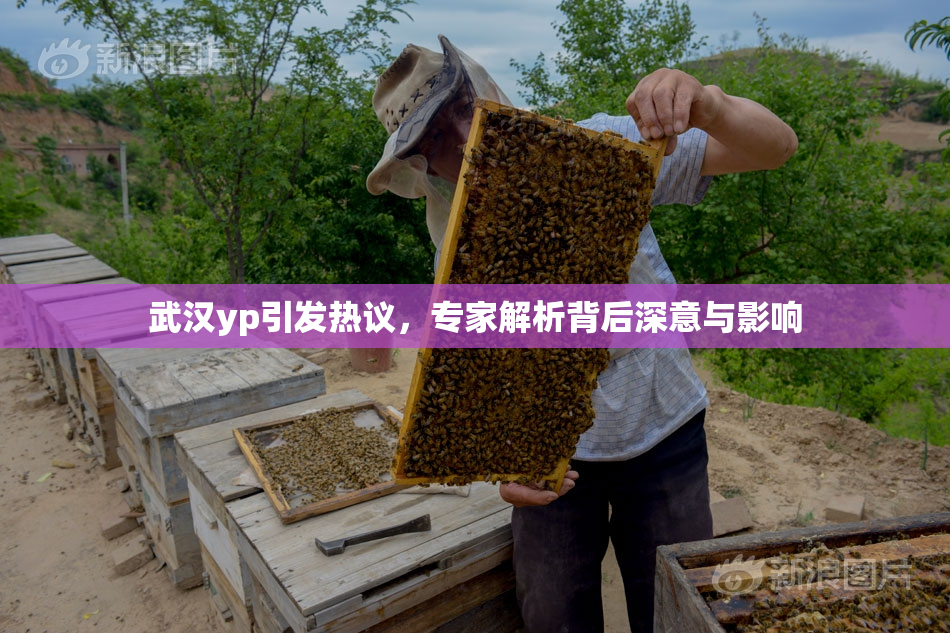 武汉yp引发热议，专家解析背后深意与影响