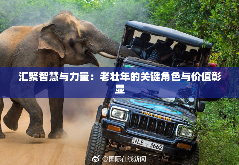 汇聚智慧与力量：老壮年的关键角色与价值彰显