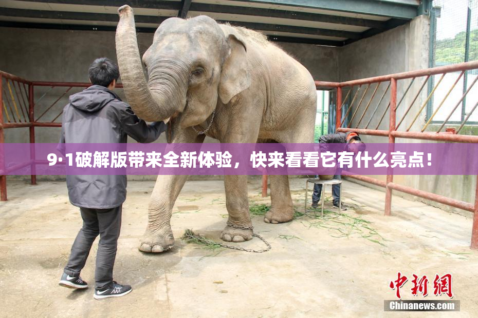 9·1破解版带来全新体验，快来看看它有什么亮点！