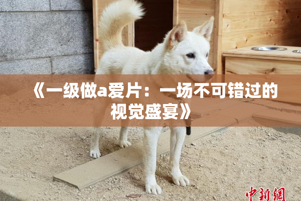 《一级做a爱片：一场不可错过的视觉盛宴》