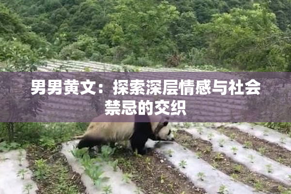 男男黄文：探索深层情感与社会禁忌的交织