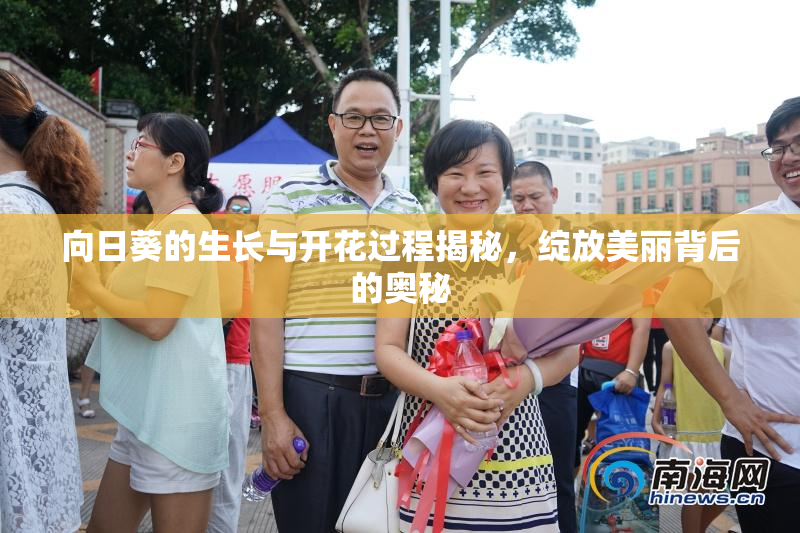 向日葵的生长与开花过程揭秘，绽放美丽背后的奥秘