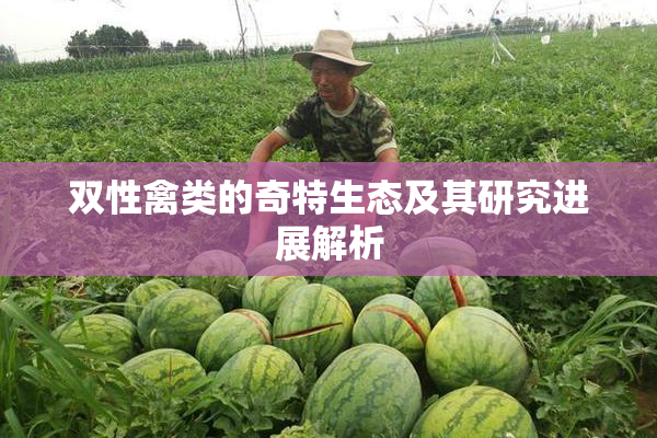 双性禽类的奇特生态及其研究进展解析