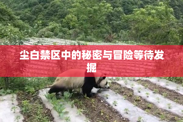 尘白禁区中的秘密与冒险等待发掘