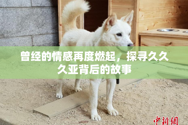 曾经的情感再度燃起，探寻久久久亚背后的故事