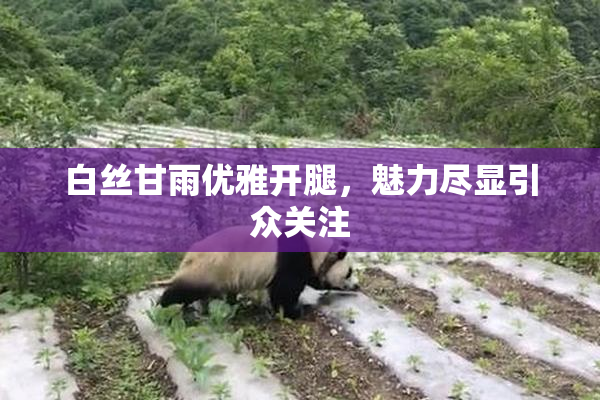 白丝甘雨优雅开腿，魅力尽显引众关注