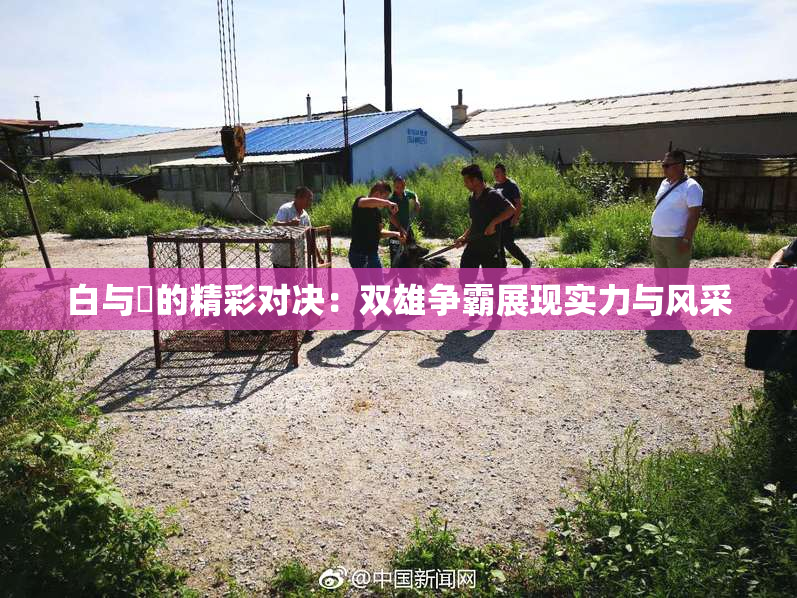 白与晄的精彩对决：双雄争霸展现实力与风采