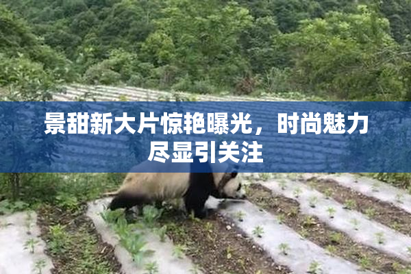 景甜新大片惊艳曝光，时尚魅力尽显引关注