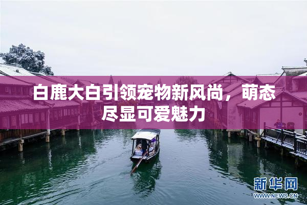 白鹿大白引领宠物新风尚，萌态尽显可爱魅力