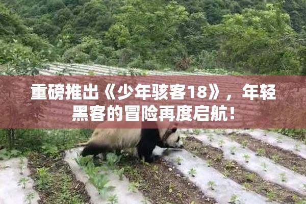 重磅推出《少年骇客18》，年轻黑客的冒险再度启航！