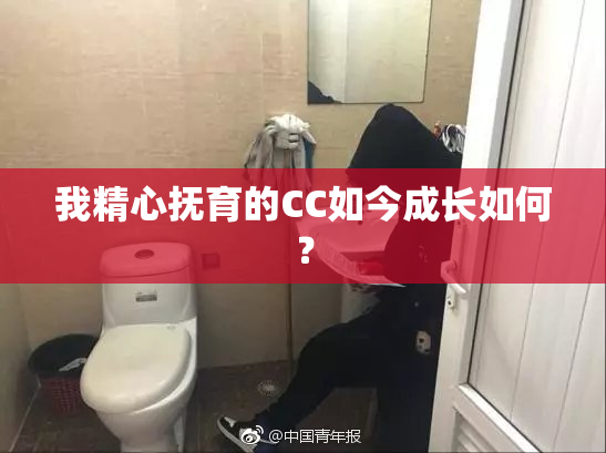 我精心抚育的CC如今成长如何？