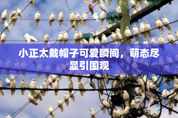 小正太戴帽子可爱瞬间，萌态尽显引围观