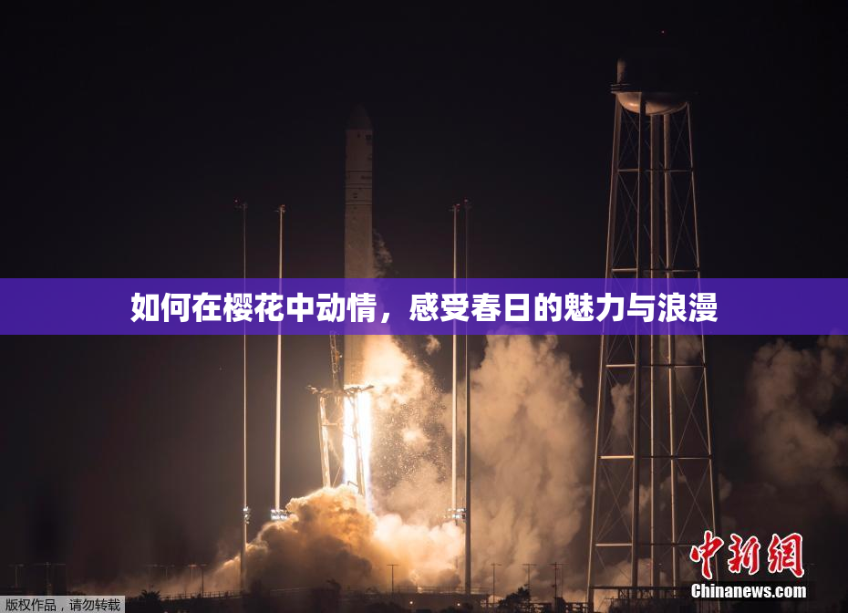 如何在樱花中动情，感受春日的魅力与浪漫