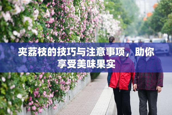 夹荔枝的技巧与注意事项，助你享受美味果实