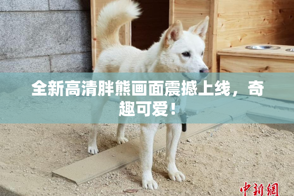 全新高清胖熊画面震撼上线，奇趣可爱！