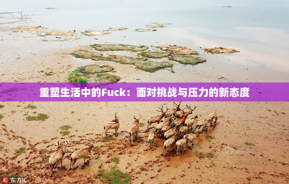 重塑生活中的Fuck：面对挑战与压力的新态度