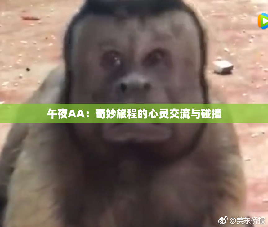 午夜AA：奇妙旅程的心灵交流与碰撞
