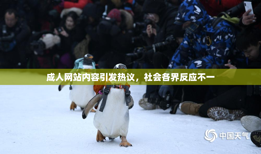 成人网站内容引发热议，社会各界反应不一