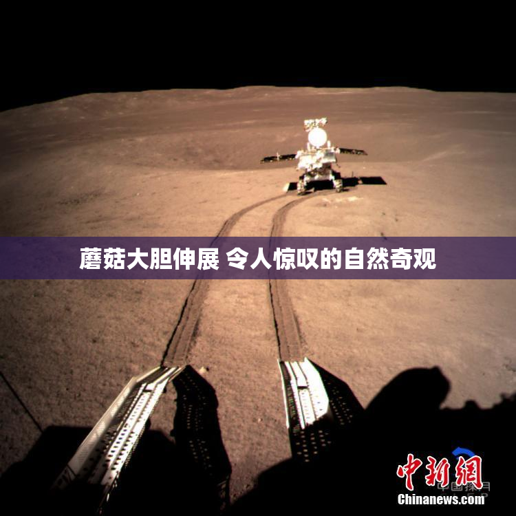 蘑菇大胆伸展 令人惊叹的自然奇观