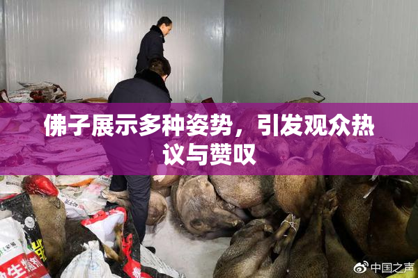 佛子展示多种姿势，引发观众热议与赞叹