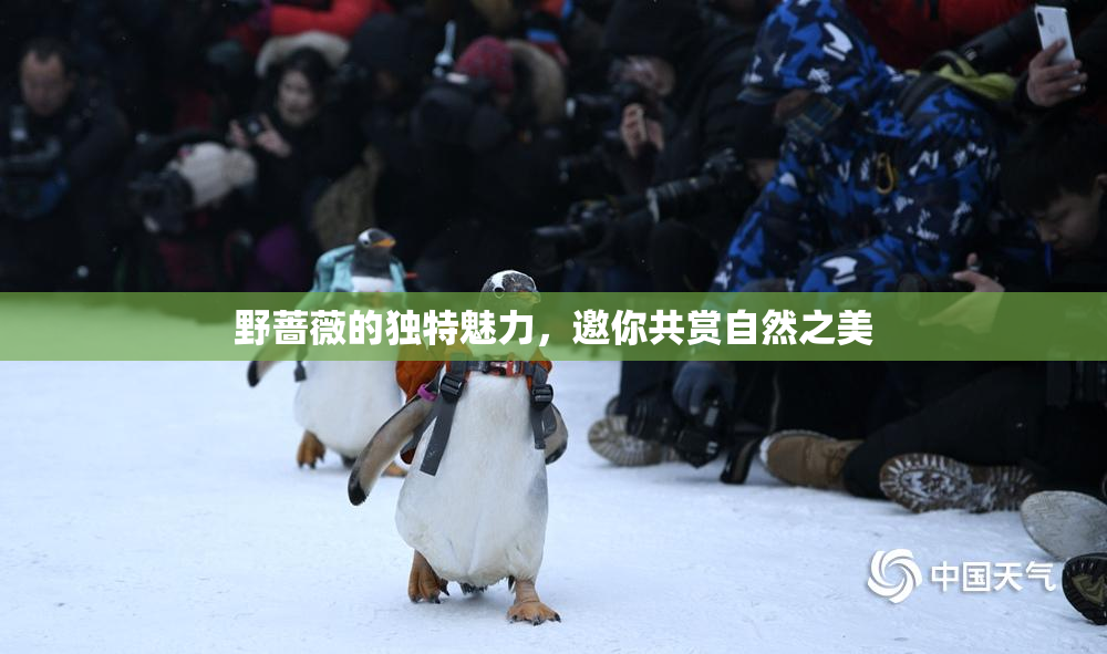 野蔷薇的独特魅力，邀你共赏自然之美