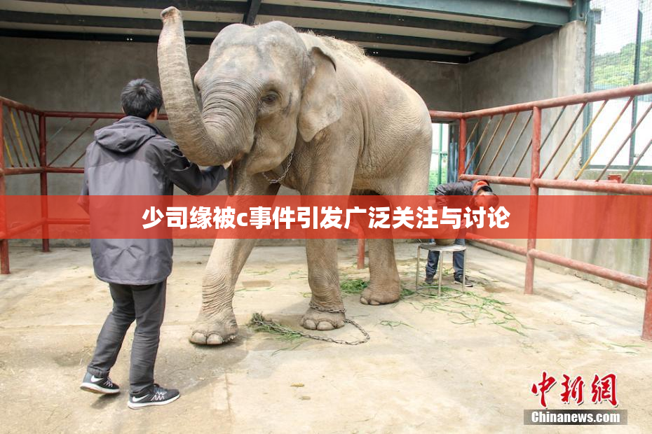 少司缘被c事件引发广泛关注与讨论