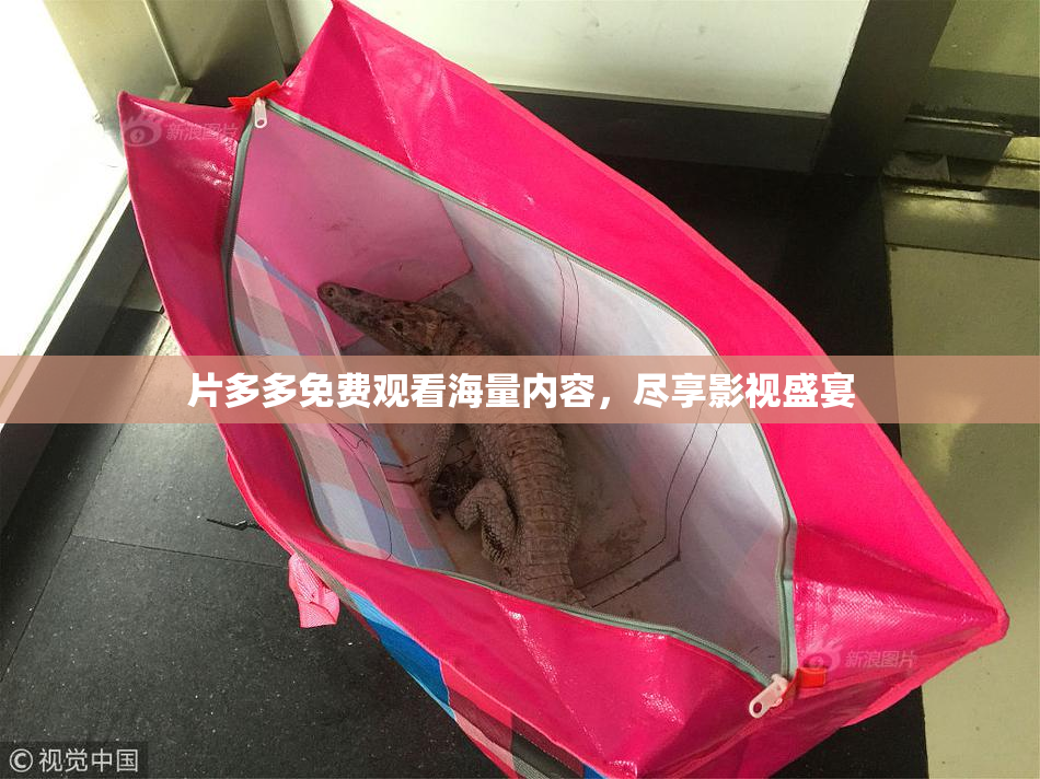 片多多免费观看海量内容，尽享影视盛宴