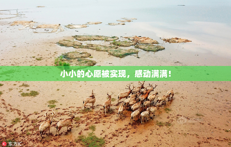 小小的心愿被实现，感动满满！