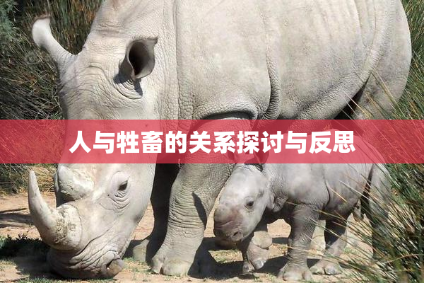 人与牲畜的关系探讨与反思