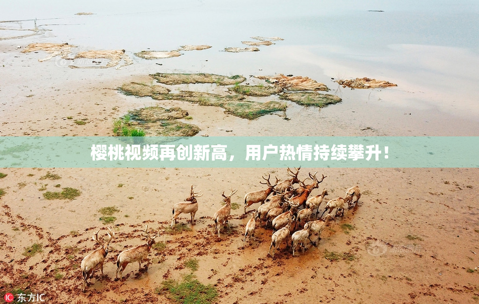 樱桃视频再创新高，用户热情持续攀升！