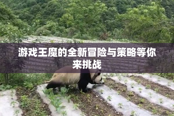 游戏王魔的全新冒险与策略等你来挑战