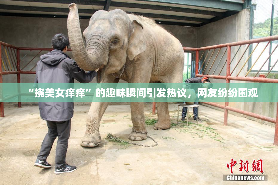 “挠美女痒痒”的趣味瞬间引发热议，网友纷纷围观
