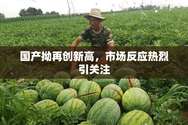 国产拗再创新高，市场反应热烈引关注