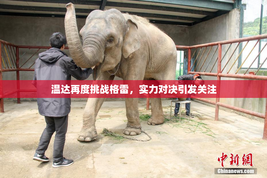 温达再度挑战格雷，实力对决引发关注