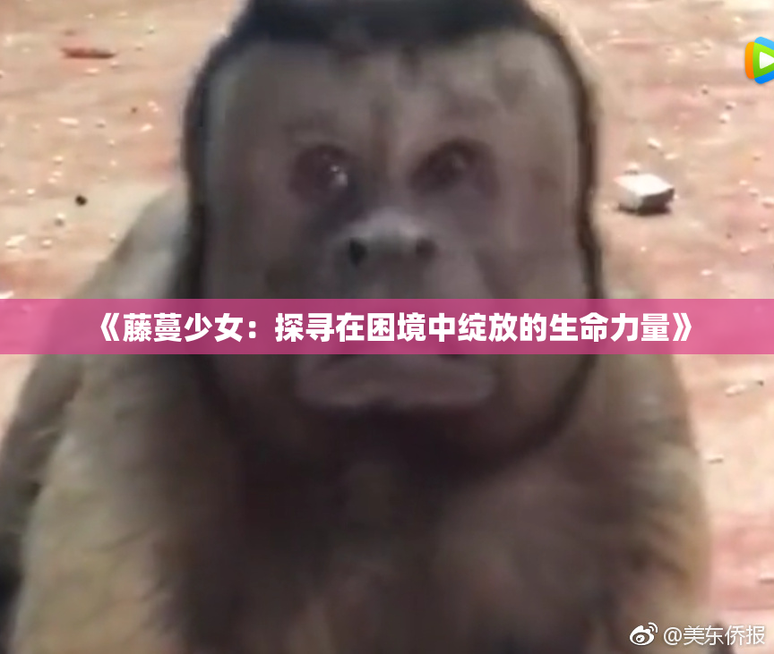 《藤蔓少女：探寻在困境中绽放的生命力量》