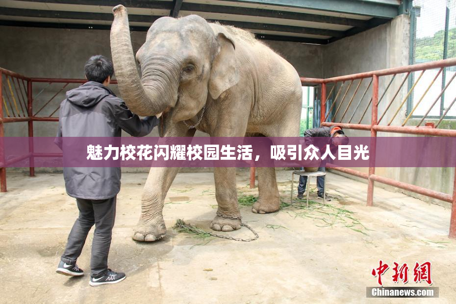 魅力校花闪耀校园生活，吸引众人目光