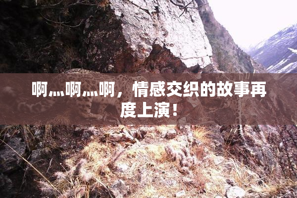 啊灬啊灬啊，情感交织的故事再度上演！