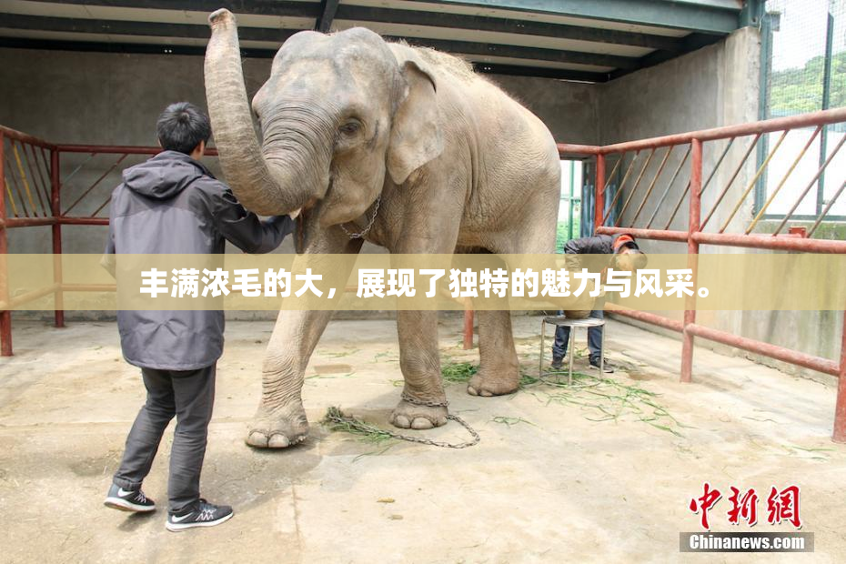 丰满浓毛的大，展现了独特的魅力与风采。