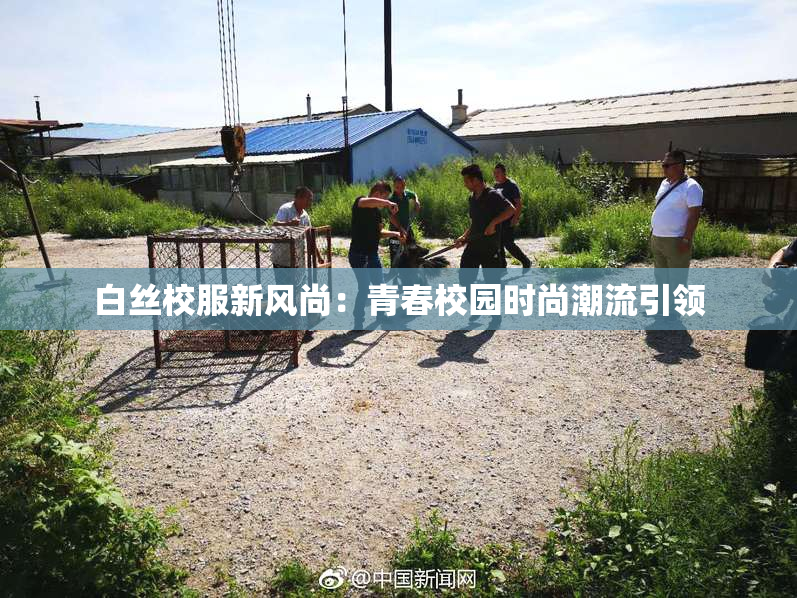 白丝校服新风尚：青春校园时尚潮流引领
