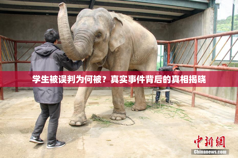 学生被误判为何被？真实事件背后的真相揭晓