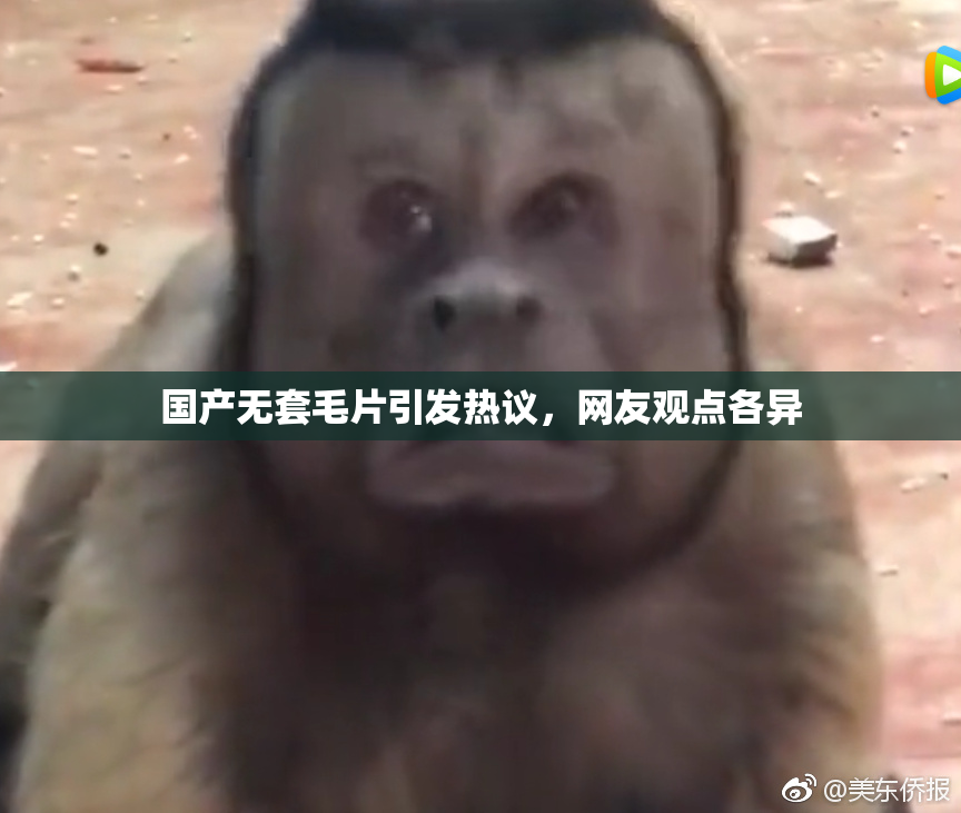 国产无套毛片引发热议，网友观点各异