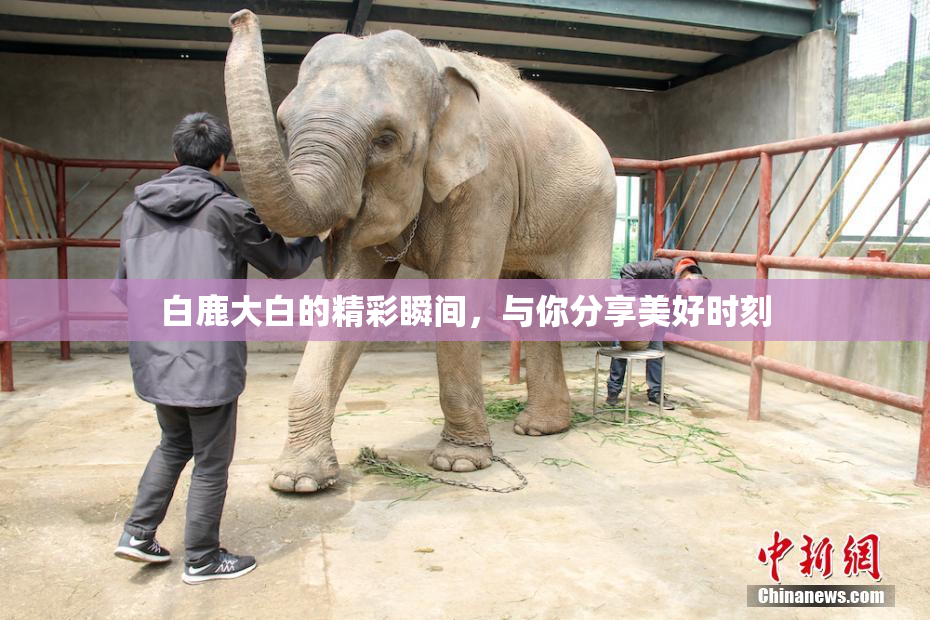白鹿大白的精彩瞬间，与你分享美好时刻