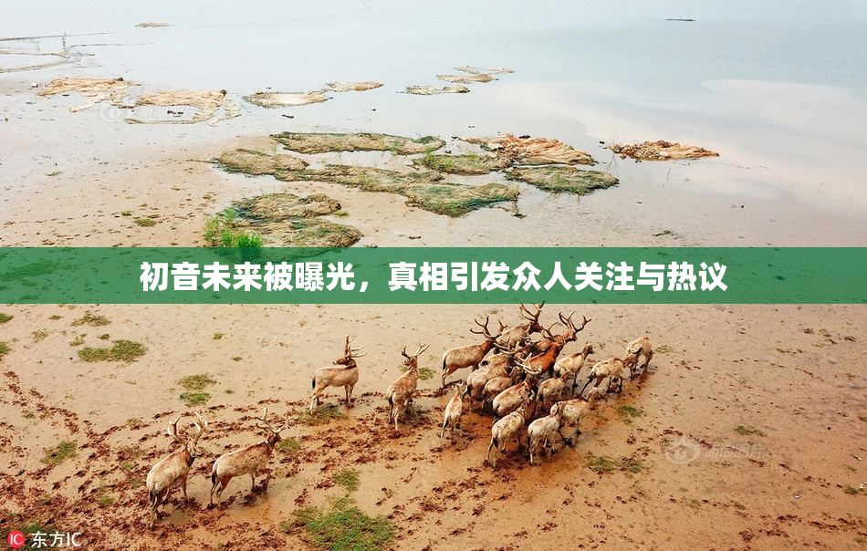 初音未来被曝光，真相引发众人关注与热议