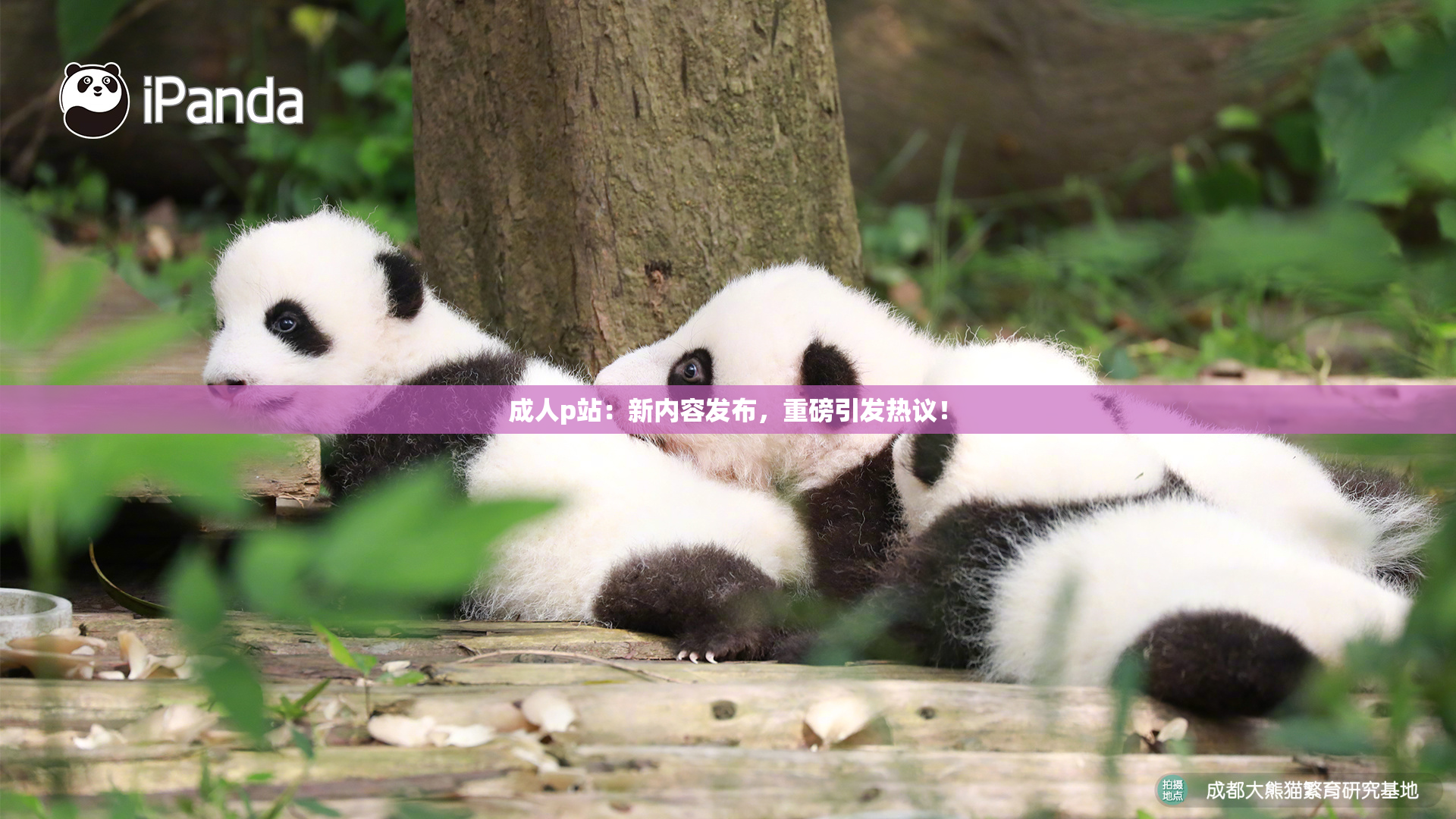 成人p站：新内容发布，重磅引发热议！