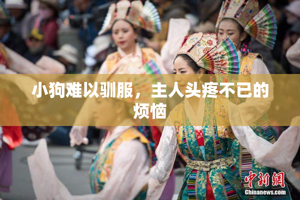 小狗难以驯服，主人头疼不已的烦恼